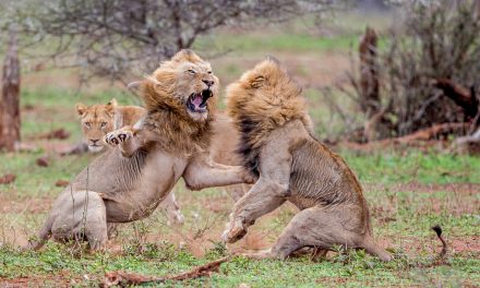 Wildlife Photo of the Week: Teeth & Testosterone