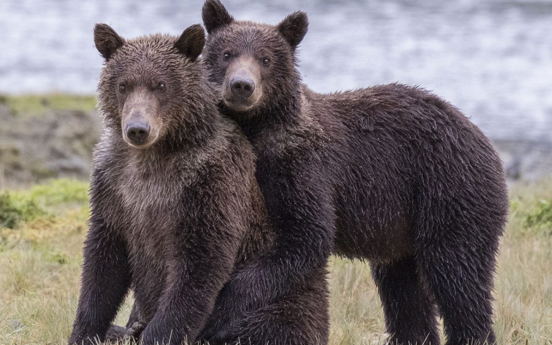 Wildlife Photo of the Week: Alaska Bear Buddies