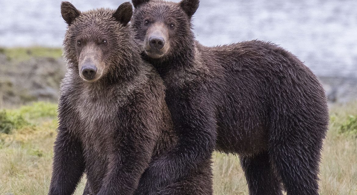 Wildlife Photo of the Week: Alaska Bear Buddies