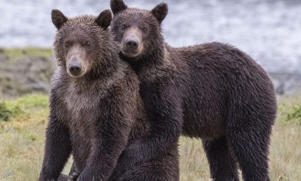 Wildlife Photo of the Week: Alaska Bear Buddies