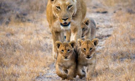 Wildlife Photo of the Week: The Walkabout