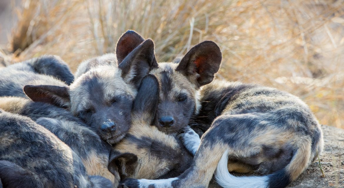 Wildlife Photo of the Week: Rest. Play. Repeat.