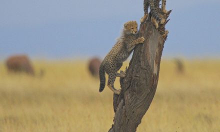 Wildlife Photo of the Week: Cheetah Cubs