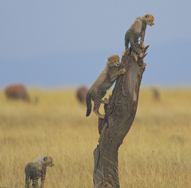 Wildlife Photo of the Week: Cheetah Cubs