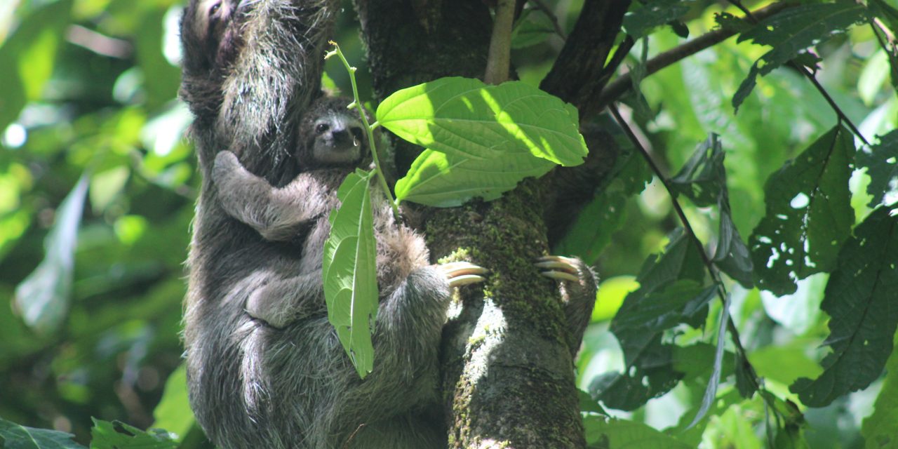 11 Wild Reasons to Visit Costa Rica (in Photos)