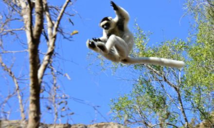 Marveling at Madagascar