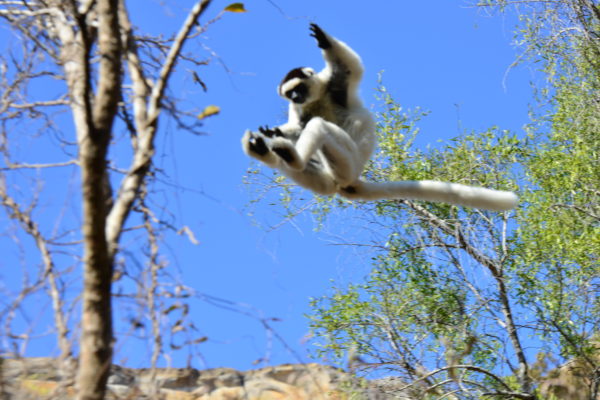 Leaping sifaka in Madagascar