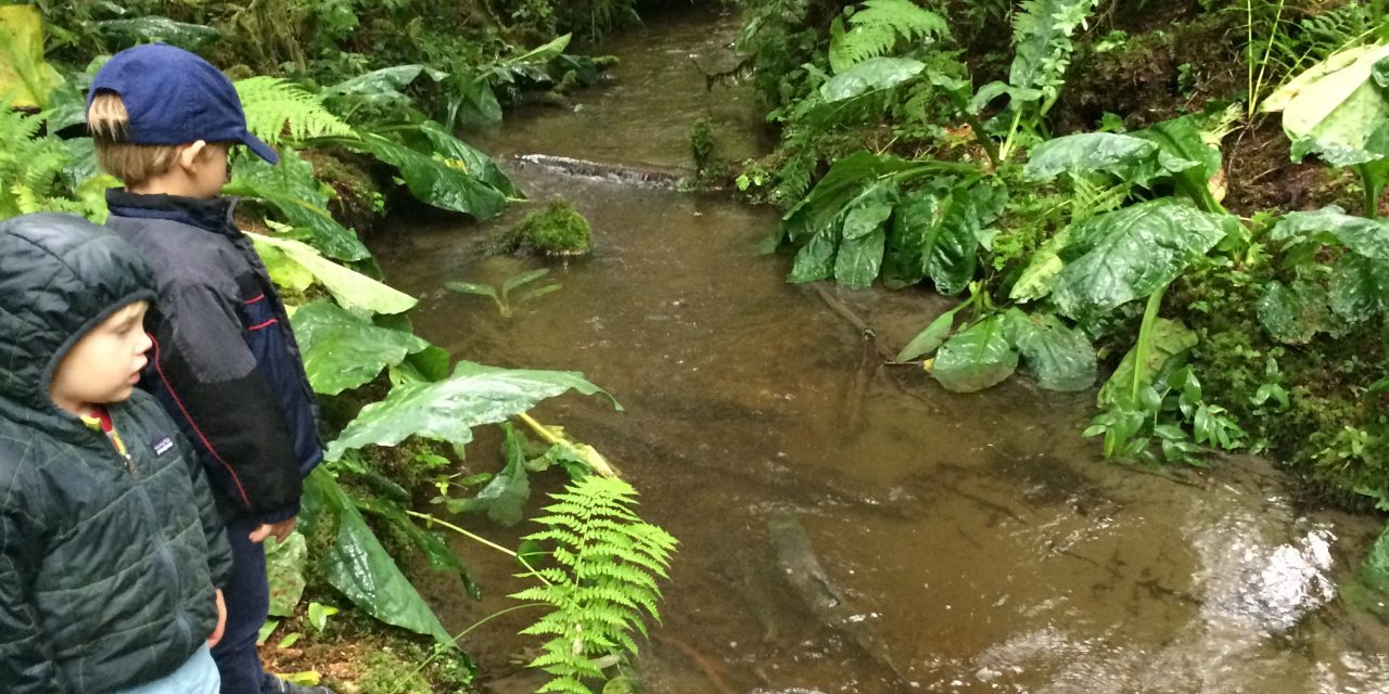 What I've Learned from a Salmon's Travels