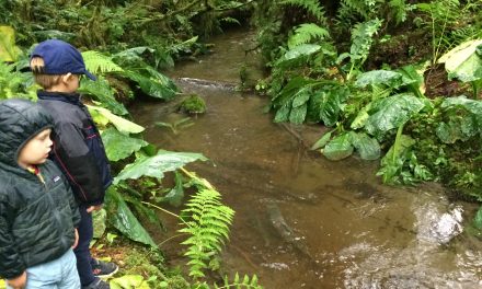 What I've Learned from a Salmon's Travels