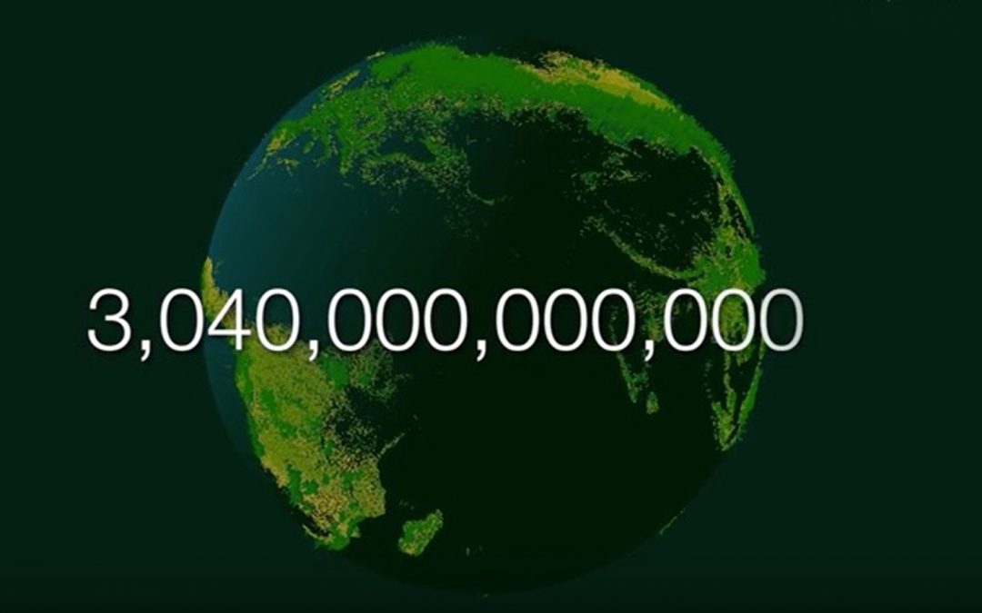 Video: Counting—and Counting On—the World’s Trees