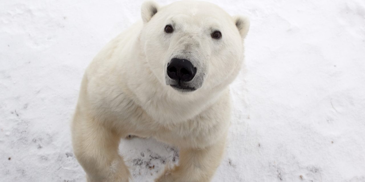 The Polar Bears of Instagram
