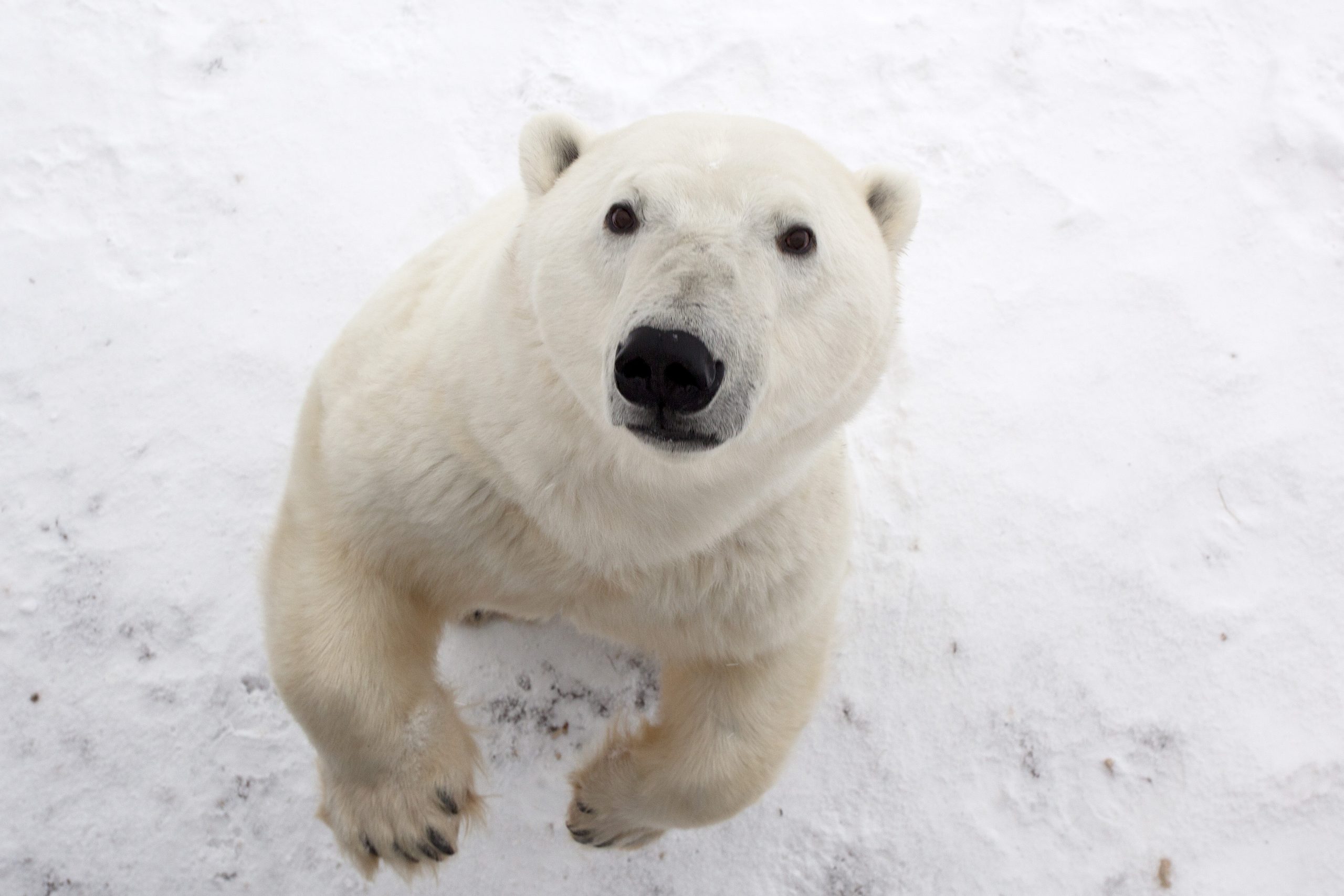 polar bear staring into rover © Glen Delman/NHA