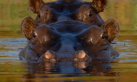 Wildlife Photo of the Week: Tandem Hippos