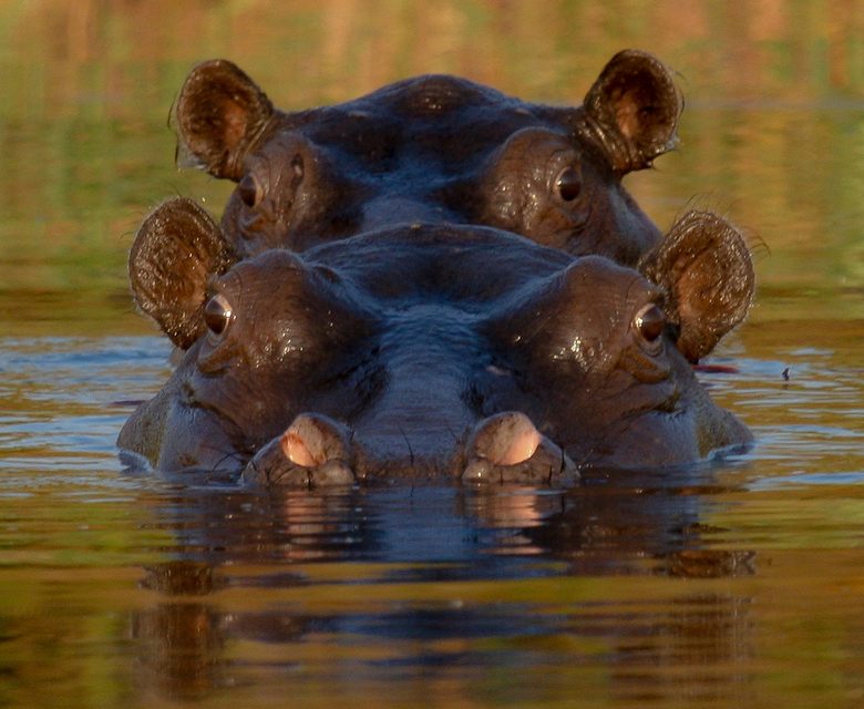 Wildlife Photo of the Week: Tandem Hippos