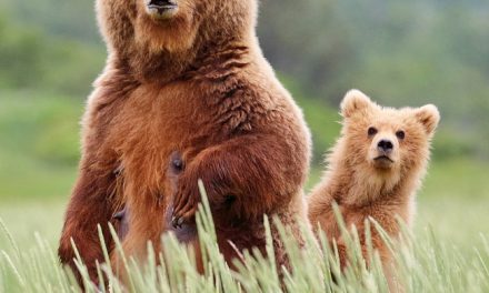 Wildlife Photo of the Week: Keeping a Wary Eye Out