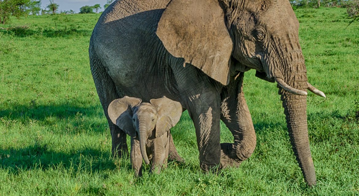 Wildlife Photo of the Week: Mom & Baby Elephant