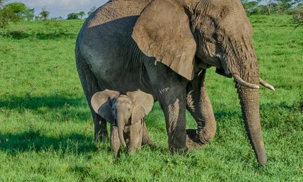 Wildlife Photo of the Week: Mom & Baby Elephant