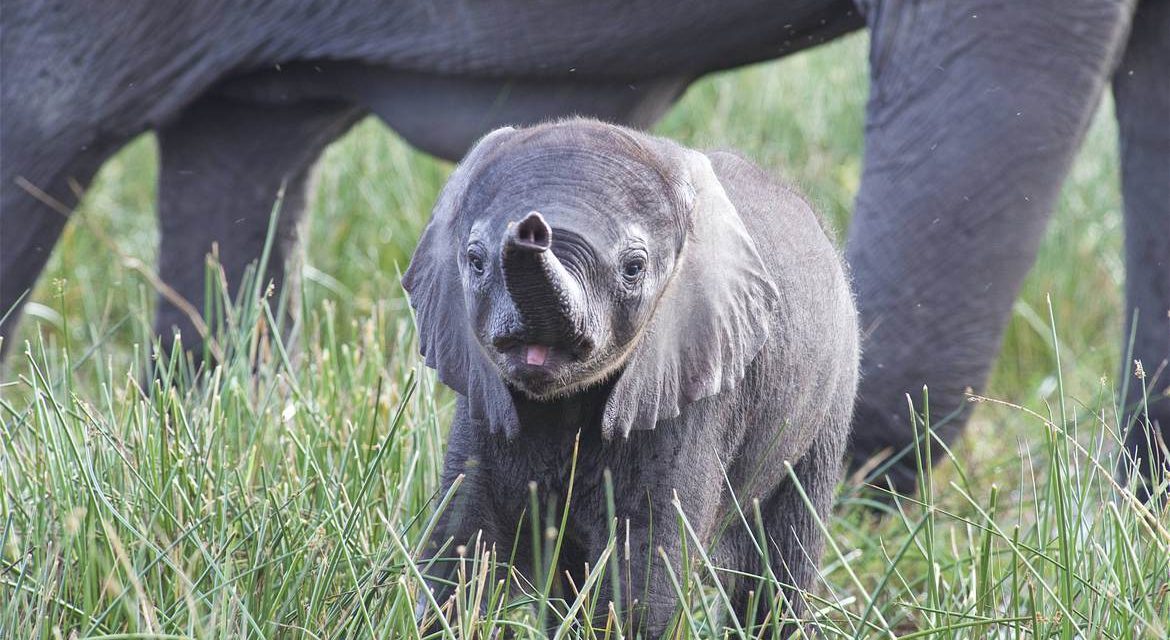 Wildlife Photo of the Week: Look, Mom!