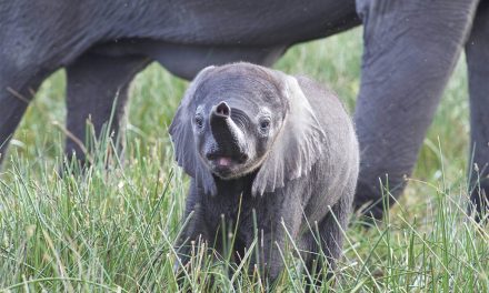 Wildlife Photo of the Week: Look, Mom!