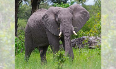 New WILDLABS.NET: Where Technology and Conservation Meet