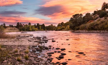 12 Conservation Success Stories of 2015