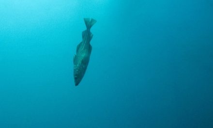 Cod: Save the Species or Preserve East Coast Economies?