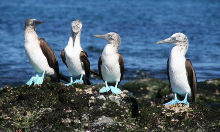 Five Fun Facts About Blue-Footed Boobies