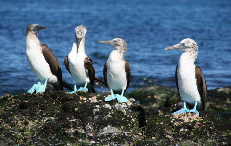 Five Fun Facts About Blue-Footed Boobies
