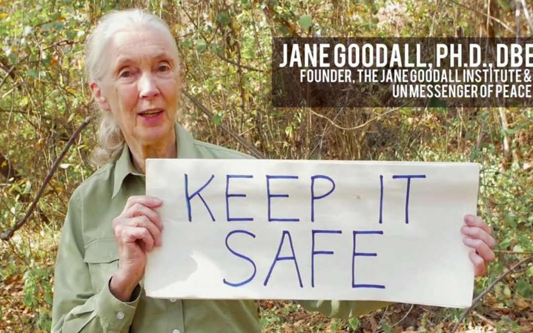 Music Video: Love Song to the Earth