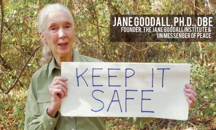 Music Video: Love Song to the Earth