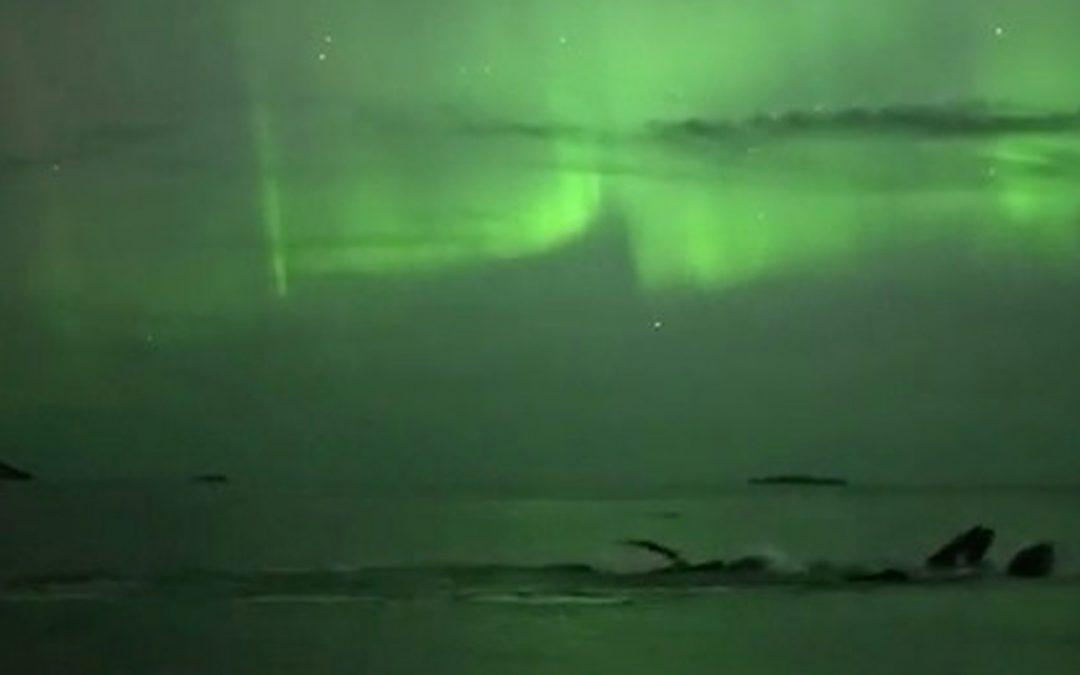 Happy Holidays 2015: Whales under the Northern Lights