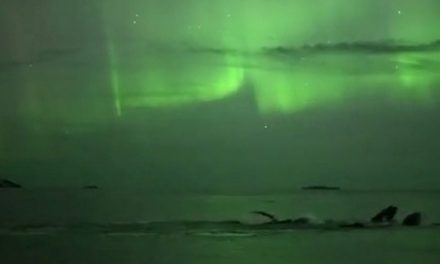 Happy Holidays 2015: Whales under the Northern Lights