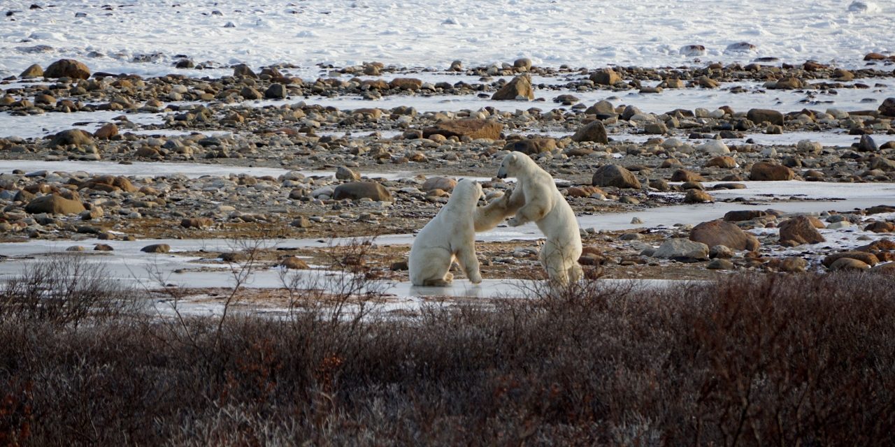 Polar bears, ice and climate change