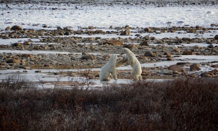 Polar bears, ice and climate change