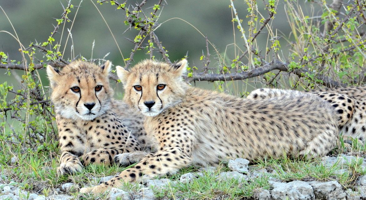 Wildlife Photo of the Week: On the Lookout for Mother