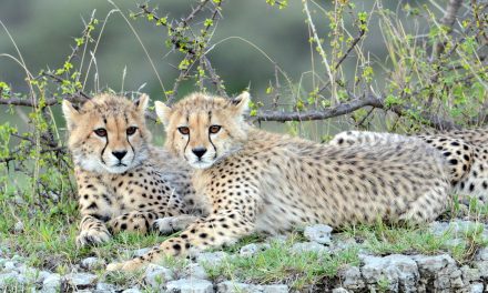 Wildlife Photo of the Week: On the Lookout for Mother
