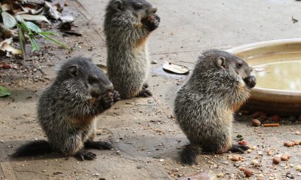 Wildlife Photo of the Week: Baby Woodchucks