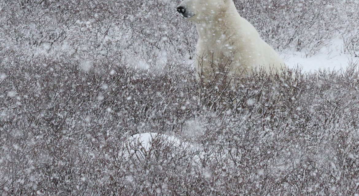 Wildlife Photo of the Week: Patient Polar Bear