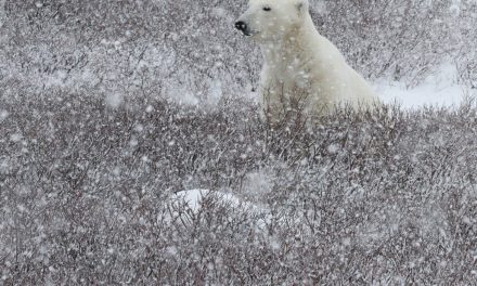 Wildlife Photo of the Week: Patient Polar Bear