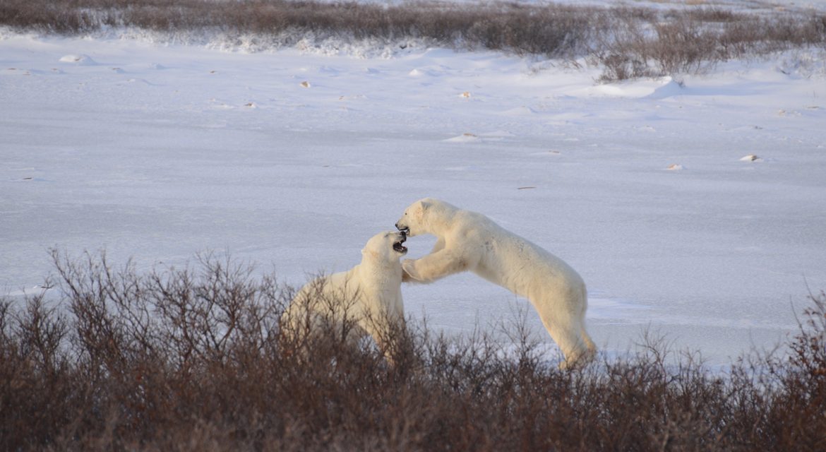 Wildlife Photo of the Week: Star of a Spar