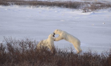 Wildlife Photo of the Week: Star of a Spar