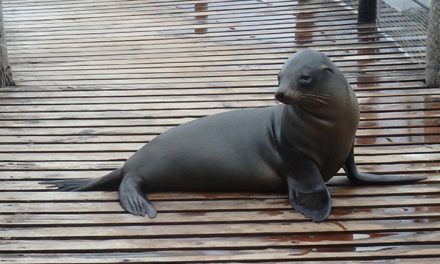 A Conservation Success Story in Galapagos National Park