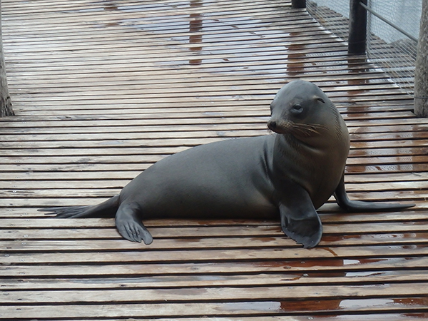 Galapagos Seal