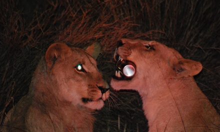 Botswana Cat Nip: Almost Us, but Rather a Cup