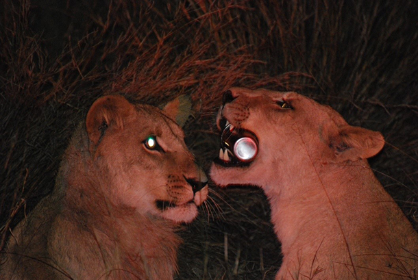 Lions with Cup