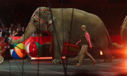 Is Ringling Brothers Really “Retiring” Its Elephants?