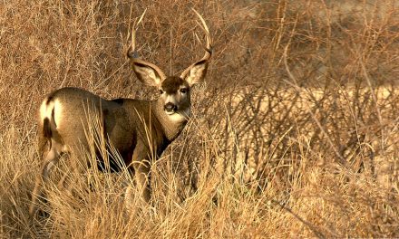 Human-Wildlife Conflict and Malheur National Wildlife Refuge