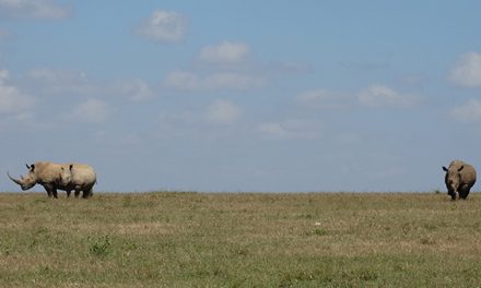 When a Kenya Safari is More Than a Safari