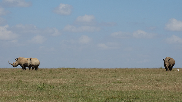 Rhinos in Kenya
