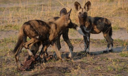 Painted Wolf? African Wild Dogs in Botswana